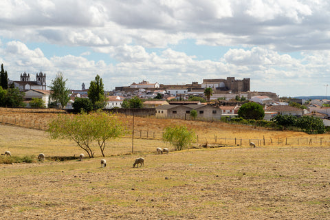 Alentejo paysage moutons oliveraie forteresse chatêau en arrière plan