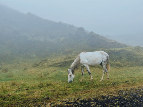 Les chevaux sauvages du Portugal