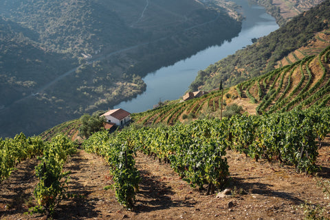 Vignoble dans la vallée du Douro au Portugal 